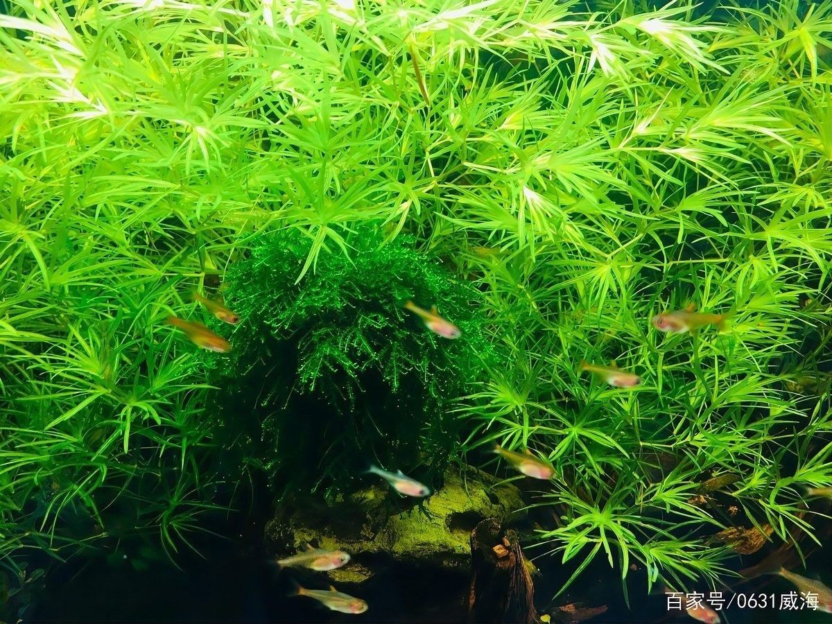 龍魚缸照明燈的功率多大合適 龍魚缸照明燈的功率多大合適 龍魚百科 第3張