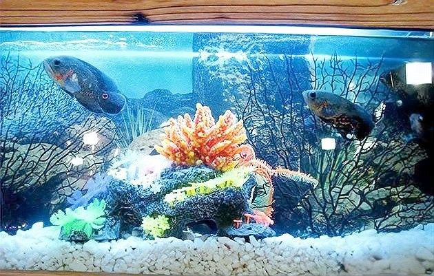 龍魚缸照明燈的功率多大合適 龍魚缸照明燈的功率多大合適 龍魚百科 第5張