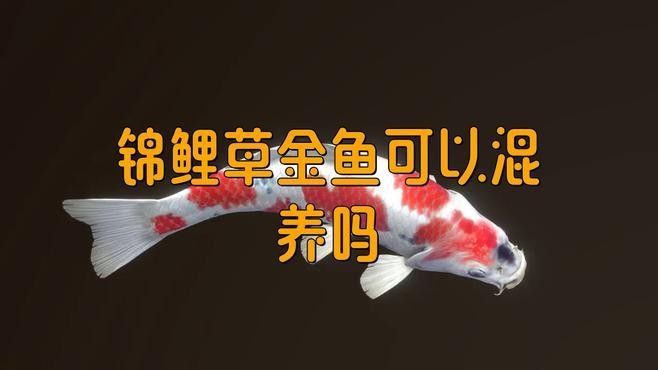 草金魚和錦鯉混養需要多大的魚缸？（草金魚和錦鯉混養的利與弊全解析）