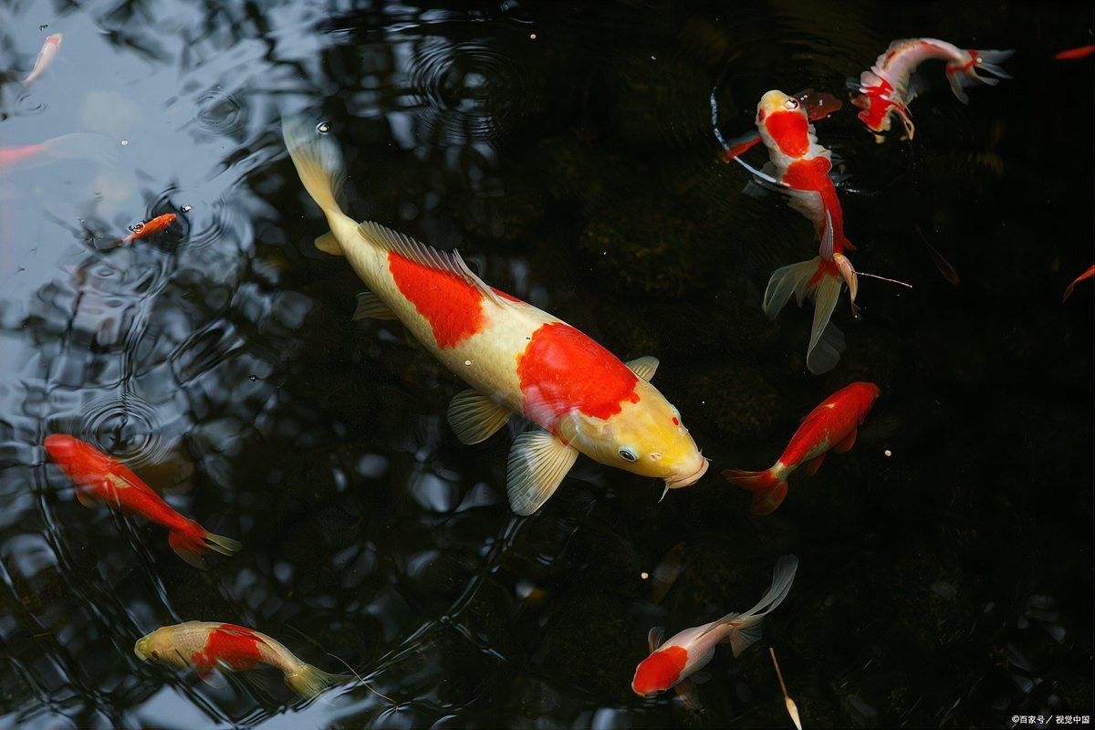 草金魚和錦鯉混養需要多大的魚缸？（草金魚和錦鯉混養的利與弊全解析）