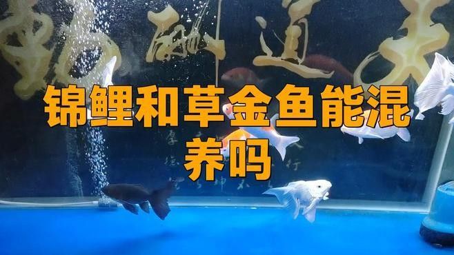 草金魚和錦鯉混養需要多大的魚缸？（草金魚和錦鯉混養的利與弊全解析）