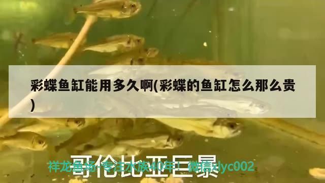 淄博彩鰈魚缸專賣店：淄博彩鰈魚缸專賣店提供各種類型的魚缸