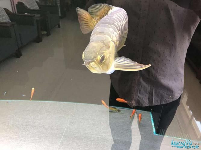 金龍魚打氧用什么設備好 金龍魚打氧用什么設備好 龍魚百科 第5張