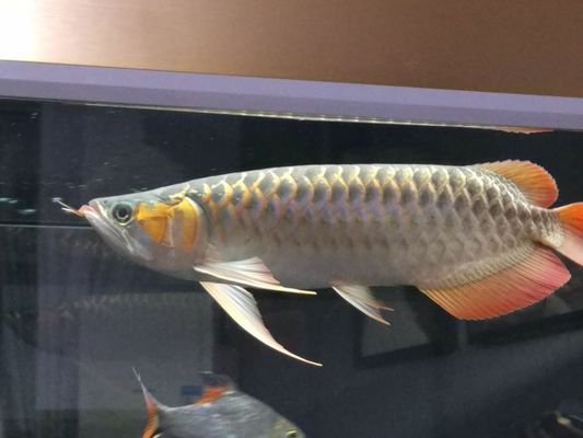 龍魚體型前寬后窄怎么辦視頻（龍魚體型前寬后窄怎么辦視頻講解）