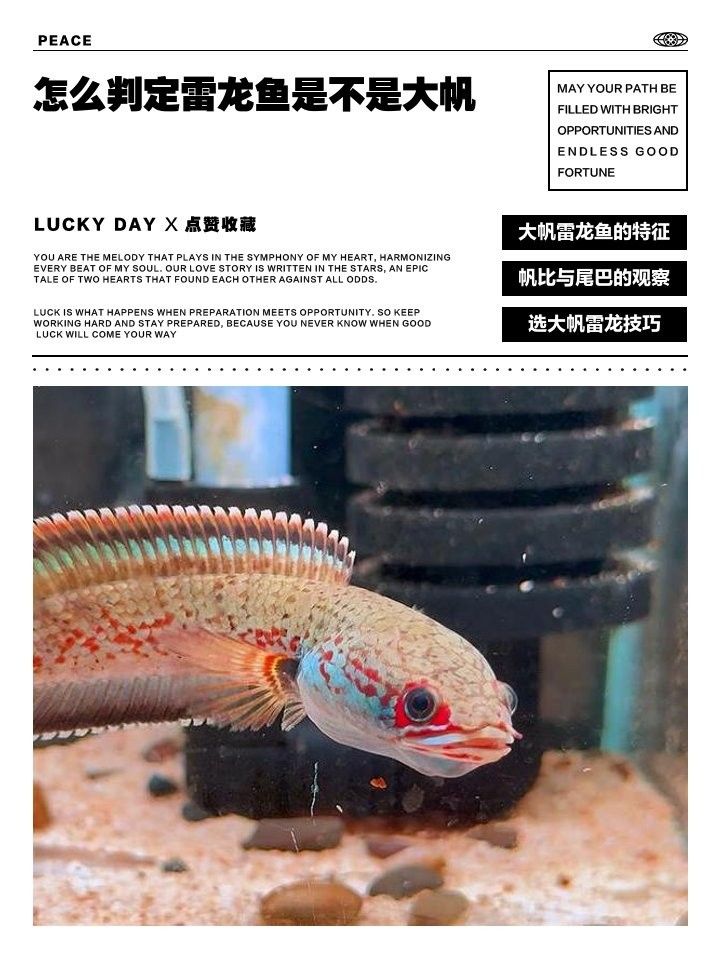 如何判斷云南雷龍魚的品相