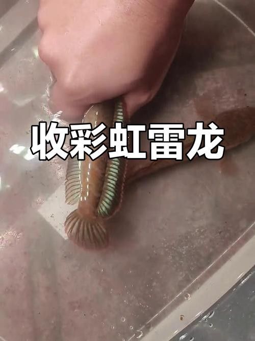 如何判斷云南雷龍魚的品相