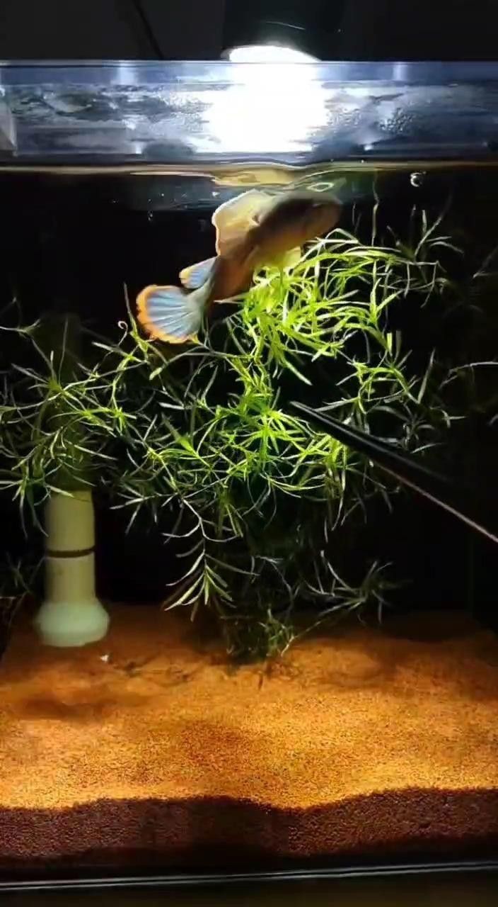 如何判斷云南雷龍魚的品相