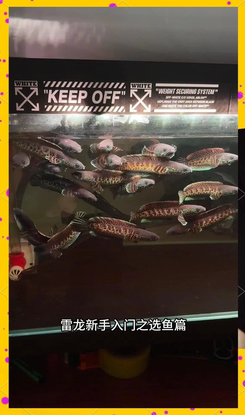 如何判斷云南雷龍魚的品相