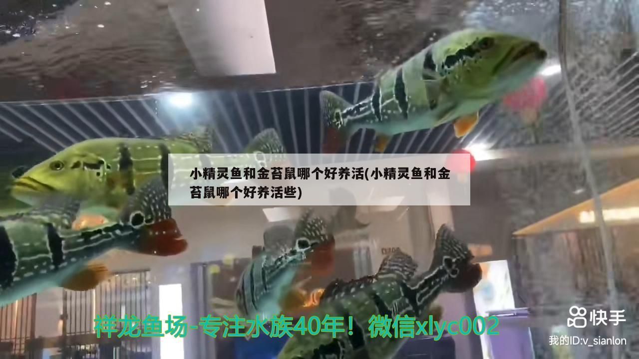 小精靈魚和金苔鼠哪個好養活(小精靈魚和金苔鼠哪個好養活些)