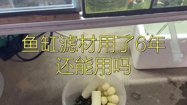 龍魚濾材多久換一次合適？