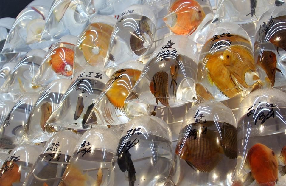 廣安哪有水族用品店:廣安有金魚批發(fā)點(diǎn)在哪