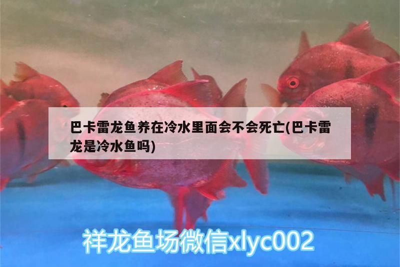 巴卡雷龍魚養(yǎng)在冷水里面會(huì)不會(huì)死亡(巴卡雷龍是冷水魚嗎)