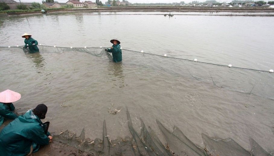 哪種混養(yǎng)方案最穩(wěn)定？（養(yǎng)魚筆記第2季第37集：觀賞魚混養(yǎng)，打斗少不了）