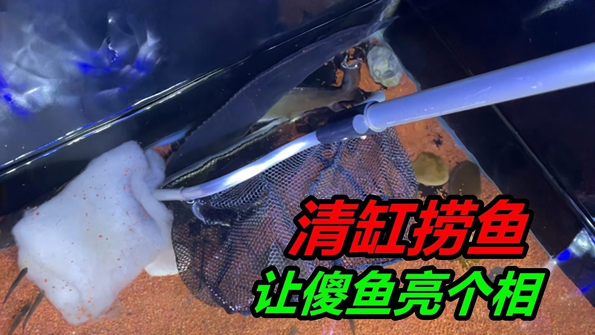 哪種混養(yǎng)方案最穩(wěn)定？（養(yǎng)魚筆記第2季第37集：觀賞魚混養(yǎng)，打斗少不了）