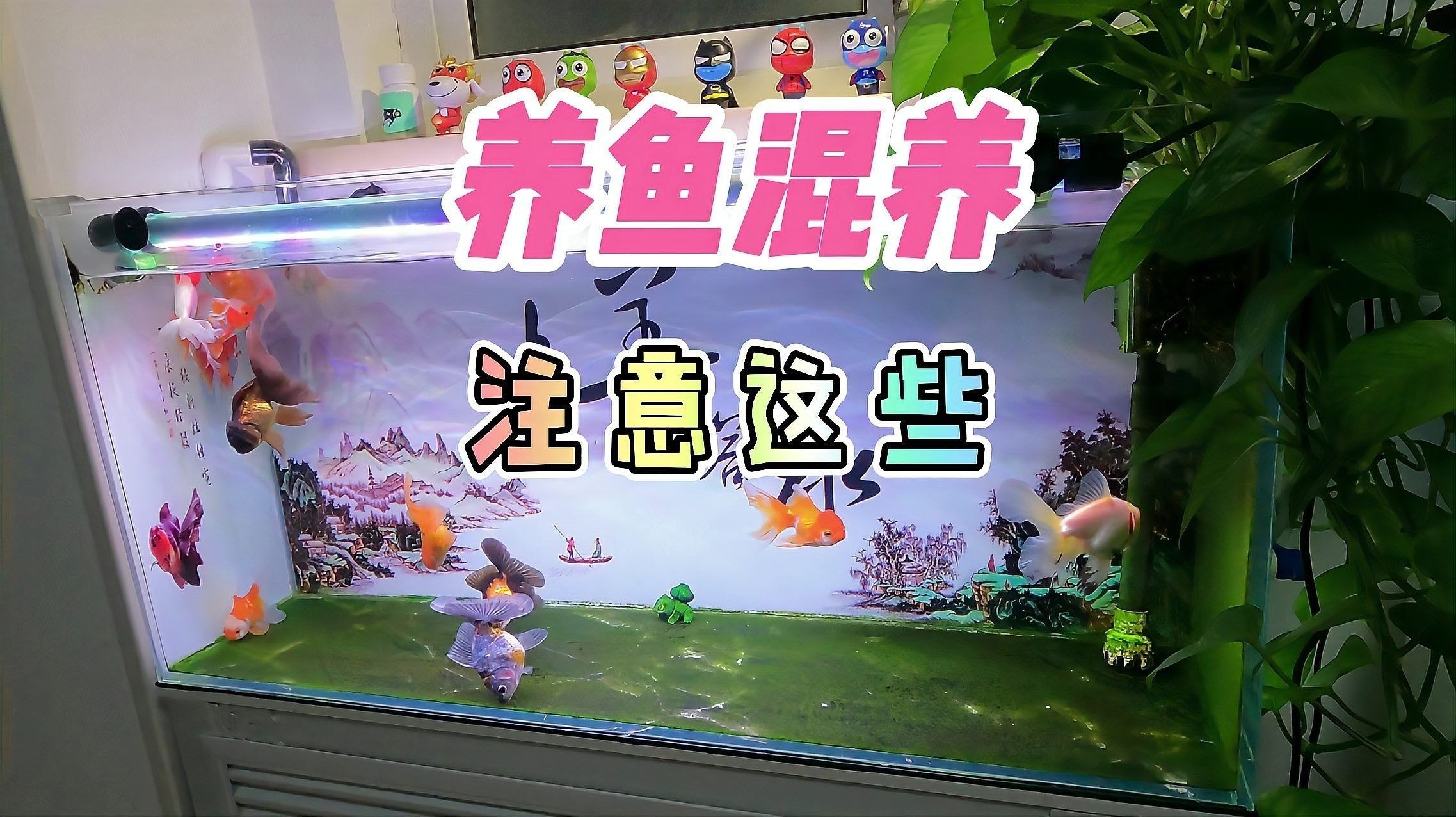 哪種混養(yǎng)方案最穩(wěn)定？（養(yǎng)魚筆記第2季第37集：觀賞魚混養(yǎng)，打斗少不了）