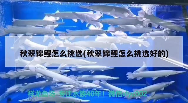 秋翠錦鯉怎么挑選(秋翠錦鯉怎么挑選好的)