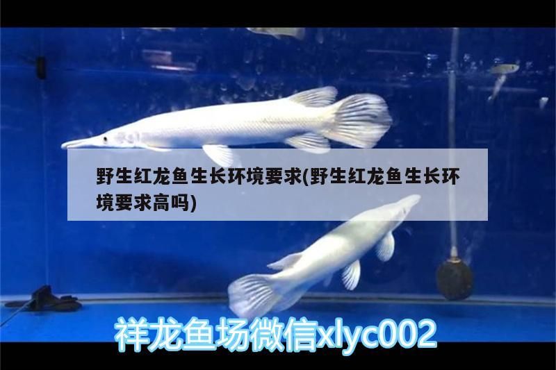 野生紅龍魚生長環境要求(野生紅龍魚生長環境要求高嗎)