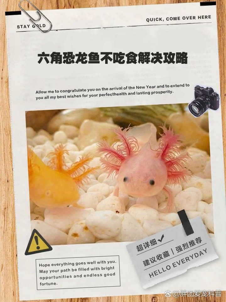 恐龍魚不吃食物怎么辦？