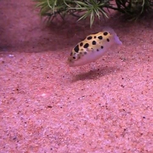 龍魚用藥過量有哪些癥狀（龍魚用藥過量會導致多種中毒癥狀）