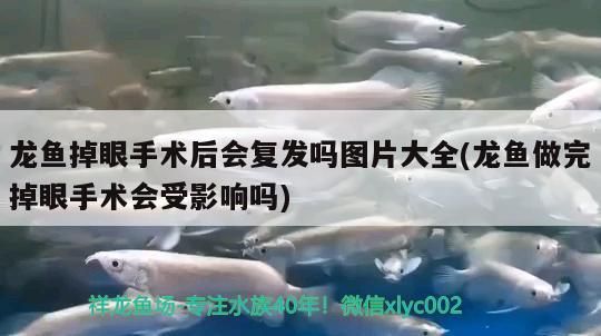 龍魚掉眼手術后會復發嗎圖片大全(龍魚做完掉眼手術會受影響嗎)