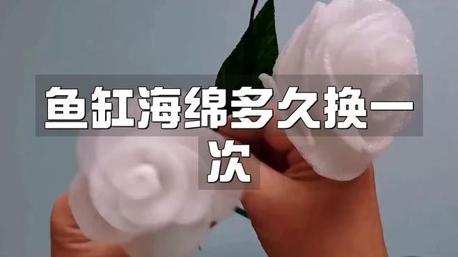 龍魚過濾棉多久換一次