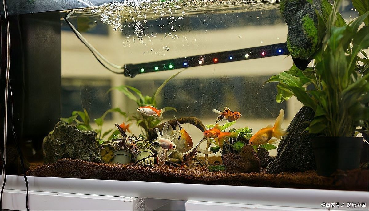 龍魚過濾棉多久換一次