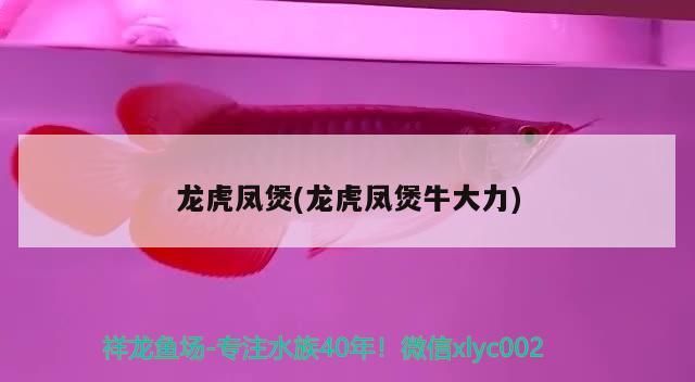 龍虎鳳煲(龍虎鳳煲牛大力) 龍虎鳳煲(龍虎鳳煲牛大力) 觀賞魚百科