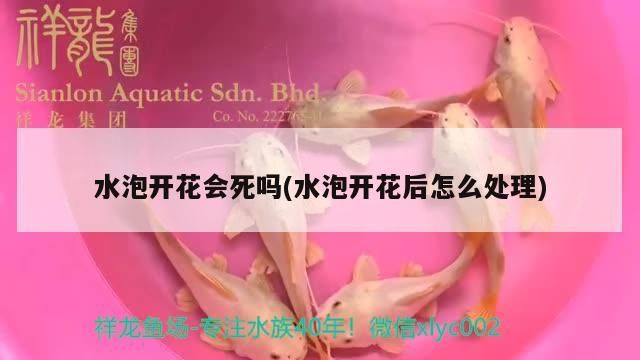 水泡開花會死嗎(水泡開花后怎么處理)