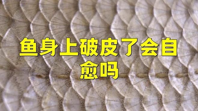龍魚爛肉爛鱗會自愈嗎？（養魚小藝30種龍魚疾病治療方法大全六角龍魚爛了會自愈嗎）
