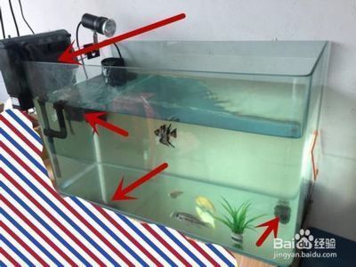 雷龍魚可以群養(yǎng)嗎（雷龍魚可以群養(yǎng)嗎視頻）