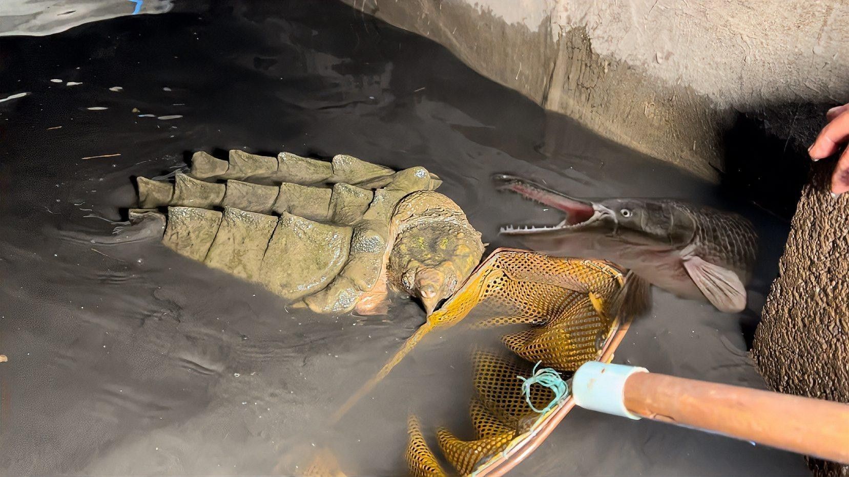 鱷雀鱔和龍魚混養需要哪些設備（混養鱷雀鱔和龍魚需要哪些注意事項？）