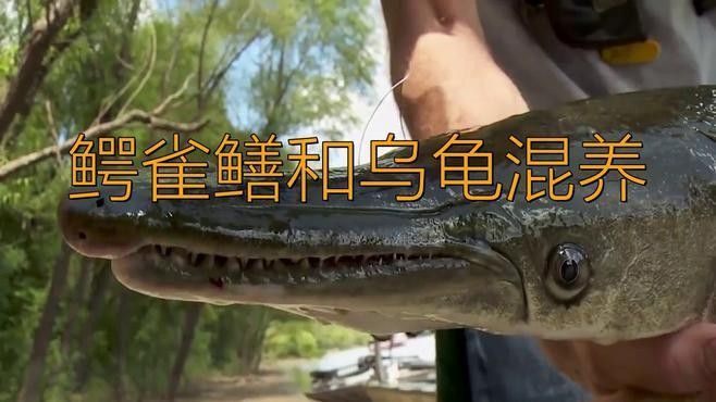 鱷雀鱔和龍魚混養需要哪些設備（混養鱷雀鱔和龍魚需要哪些注意事項？）