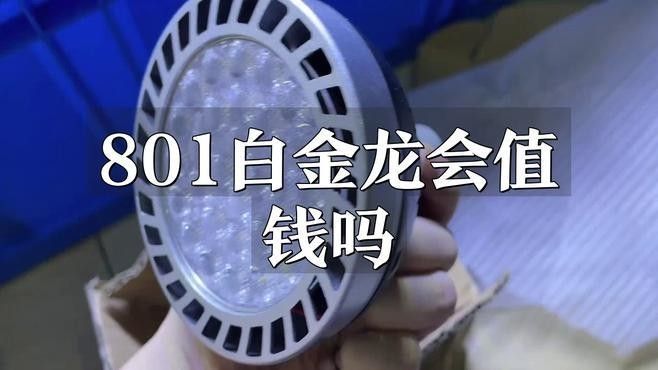 哪種白金龍魚最稀有？