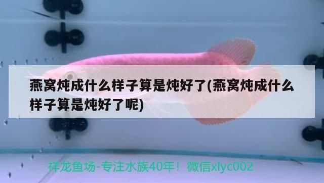 燕窩燉成什么樣子算是燉好了(燕窩燉成什么樣子算是燉好了呢)（燕窩燉成什么樣子算是燉好了）
