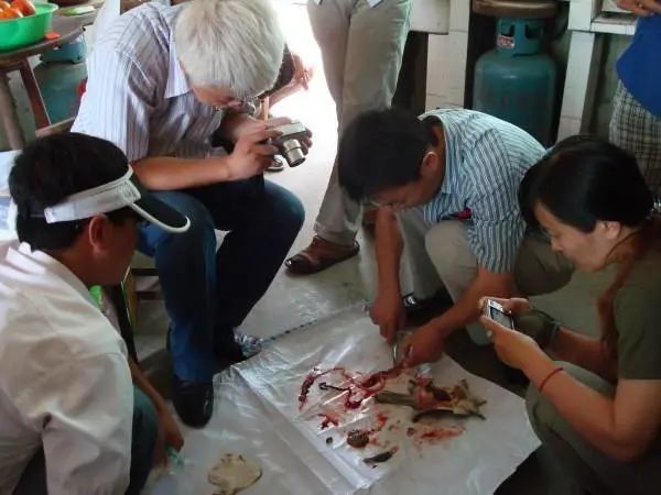 黃粉治療期間需要喂食嗎（養魚常見病藥物使用全解析）