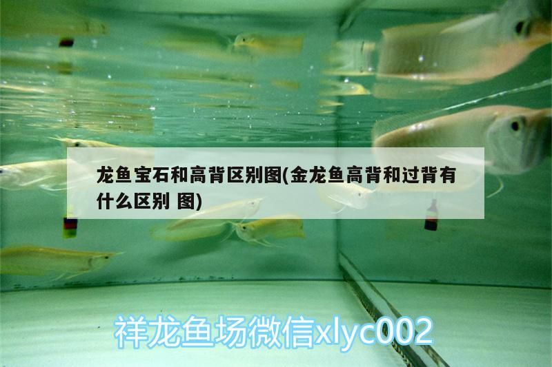 龍魚(yú)寶石和高背區(qū)別圖(金龍魚(yú)高背和過(guò)背有什么區(qū)別圖)