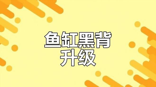 金龍魚黑色背景多久換一次（如何判斷金龍魚是否需要換背景？）