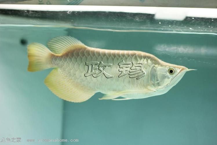 如何區分瑰寶龍和政錫龍魚？（如何區分不同品種的龍魚？）