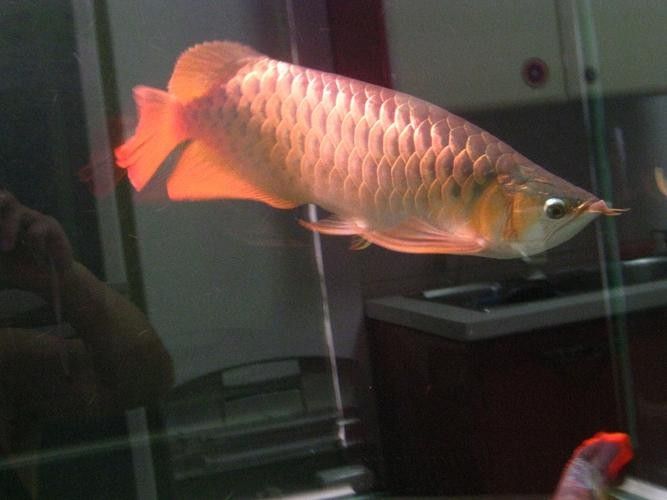 如何區分瑰寶龍<strong><mark>和政</mark></strong>錫龍魚？（如何區分不同品種的龍魚？）