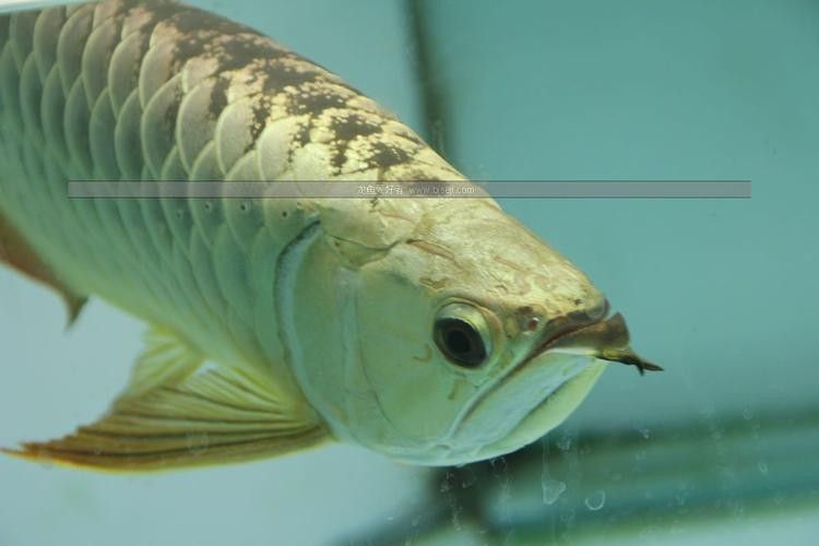 如何區分瑰寶龍和政錫龍魚？（如何區分不同品種的龍魚？）