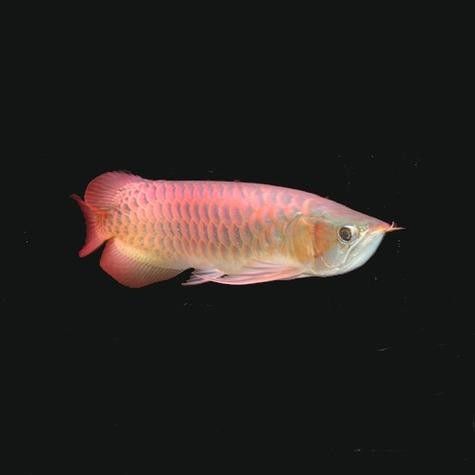 如何區分瑰寶龍和政錫龍魚？（如何區分不同品種的龍魚？）