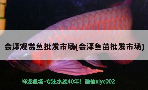 會澤觀賞魚批發市場(會澤魚苗批發市場)（會澤觀賞魚批發市場）