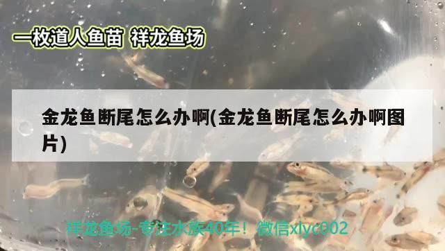 金龍魚斷尾怎么辦啊(金龍魚斷尾怎么辦啊圖片)