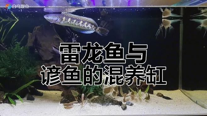 龍魚和燕魚混養(yǎng)需要哪些水草？（魚和燕魚混養(yǎng)需要多久換一次水，龍魚和燕魚混養(yǎng)需要多久換一次水）