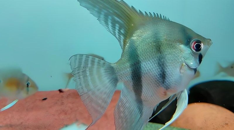 龍魚和燕魚混養(yǎng)需要哪些水草？（魚和燕魚混養(yǎng)需要多久換一次水，龍魚和燕魚混養(yǎng)需要多久換一次水）