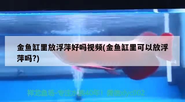 金魚缸里放浮萍好嗎視頻(金魚缸里可以放浮萍嗎?)（金魚缸里放浮萍好嗎）