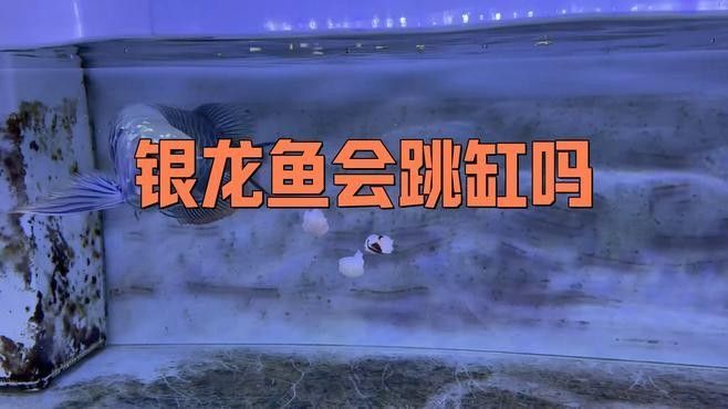 龍魚跳缸會摔傷嗎（養魚老道銀龍魚會跳缸嗎龍魚跳缸可能會摔傷的原因有4個）