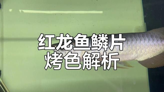 如何拍攝高質(zhì)量的紅龍魚(yú)釣魚(yú)視頻（紅龍魚(yú)釣魚(yú)視頻的拍攝技巧） 如何拍攝高質(zhì)量的紅龍魚(yú)釣魚(yú)視頻（紅龍魚(yú)釣魚(yú)視頻的拍攝技巧） 龍魚(yú)百科 第8張