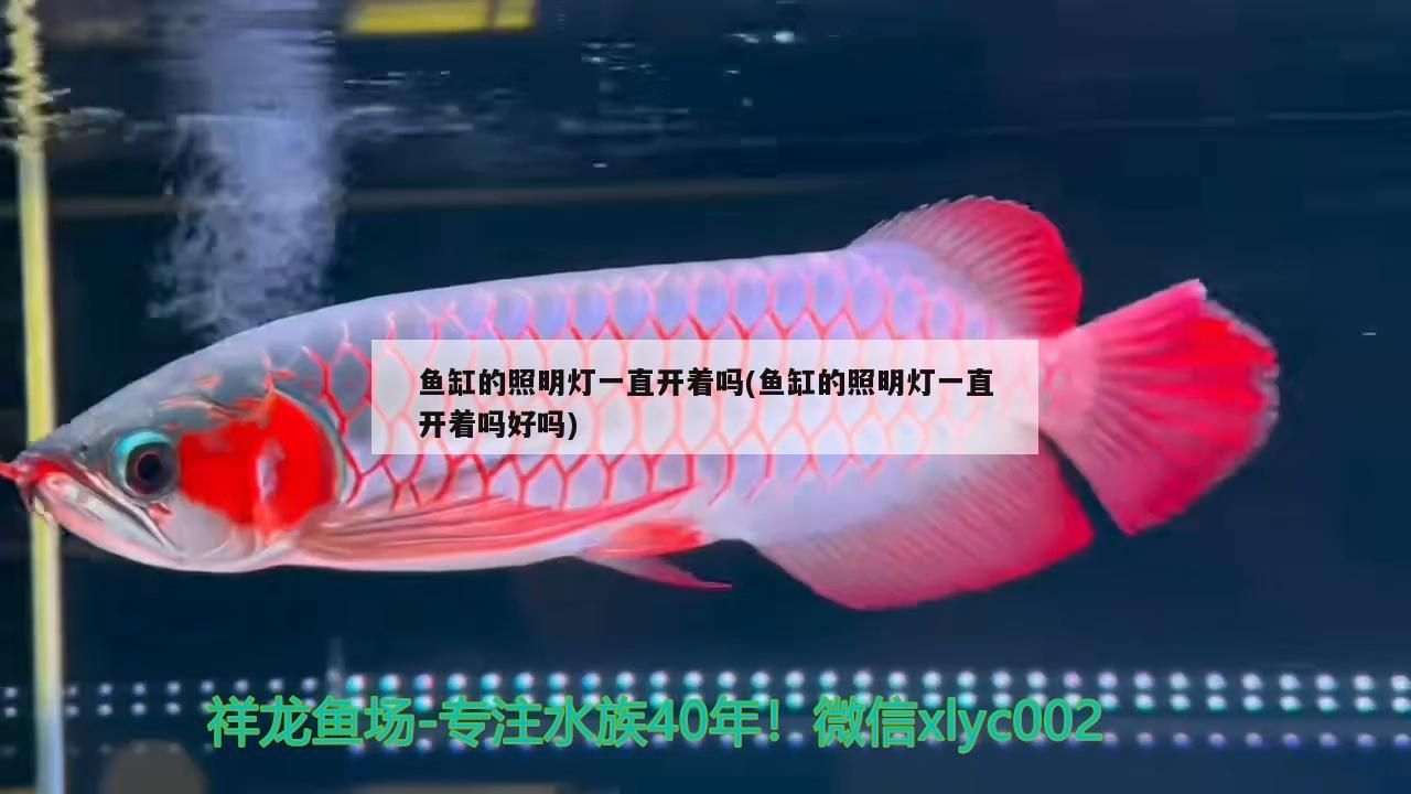 魚缸的照明燈一直開著嗎(魚缸的照明燈一直開著嗎好嗎)（祥龍魚場的照明燈一直開著嗎） 魚缸的照明燈一直開著嗎(魚缸的照明燈一直開著嗎好嗎)（祥龍魚場的照明燈一直開著嗎） 觀賞魚百科