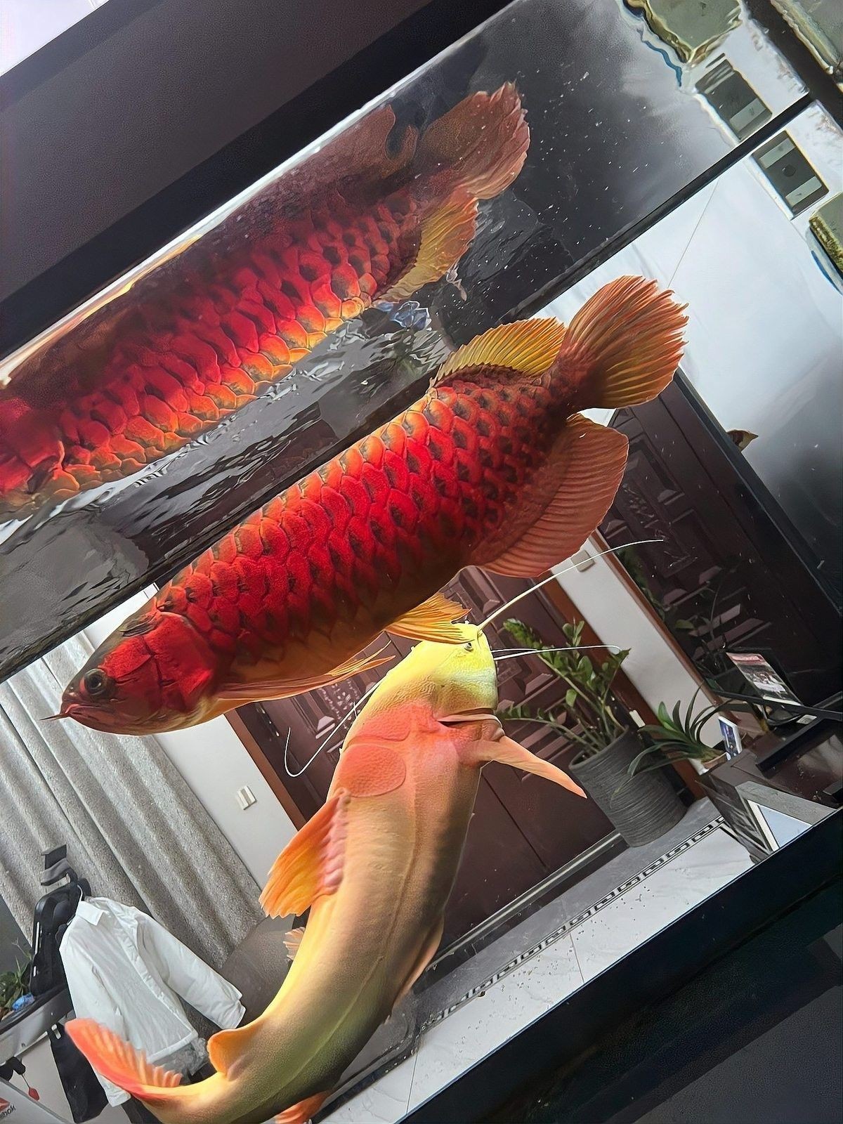高陽世家龍魚養殖技術（養龍魚，這8點必須要牢記）